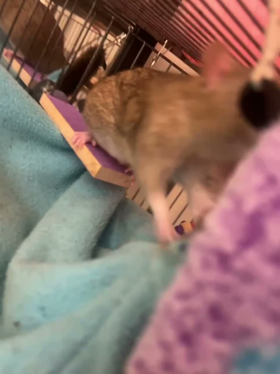 Rat rodents for sale: Two male rats with full set up 🙂 - Video 1