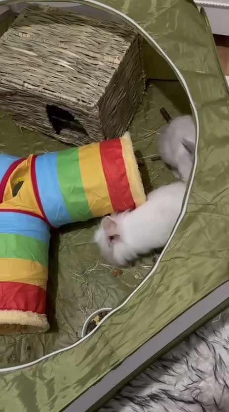 Lionhead rabbits for sale: Dwarf lionhead female rabbit in London - Video 1