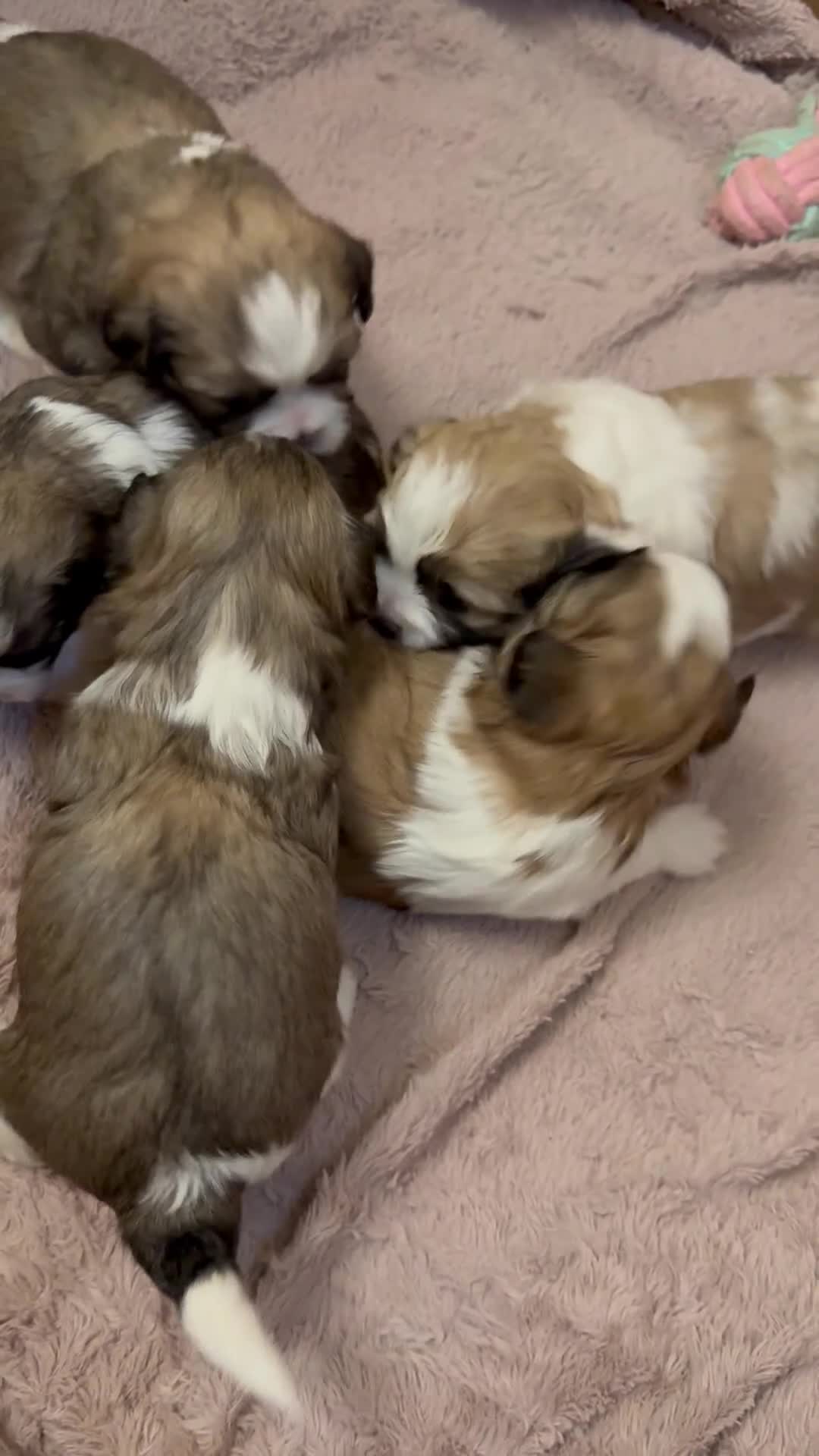 Mixed Breed dogs for sale: Teddy Bear Puppies - Video 1