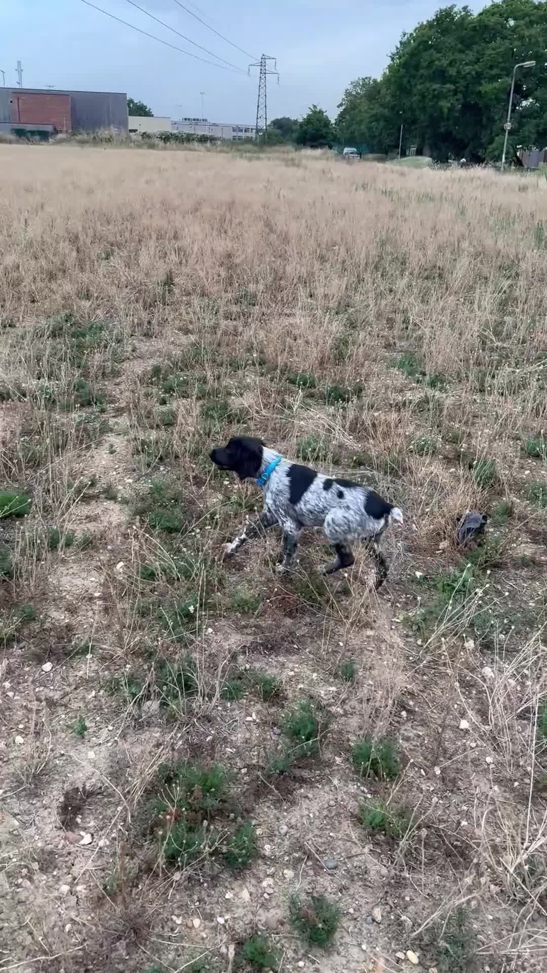 Brittany Spaniel dogs for sale: Brittanys for working homes or active homes - Video 2