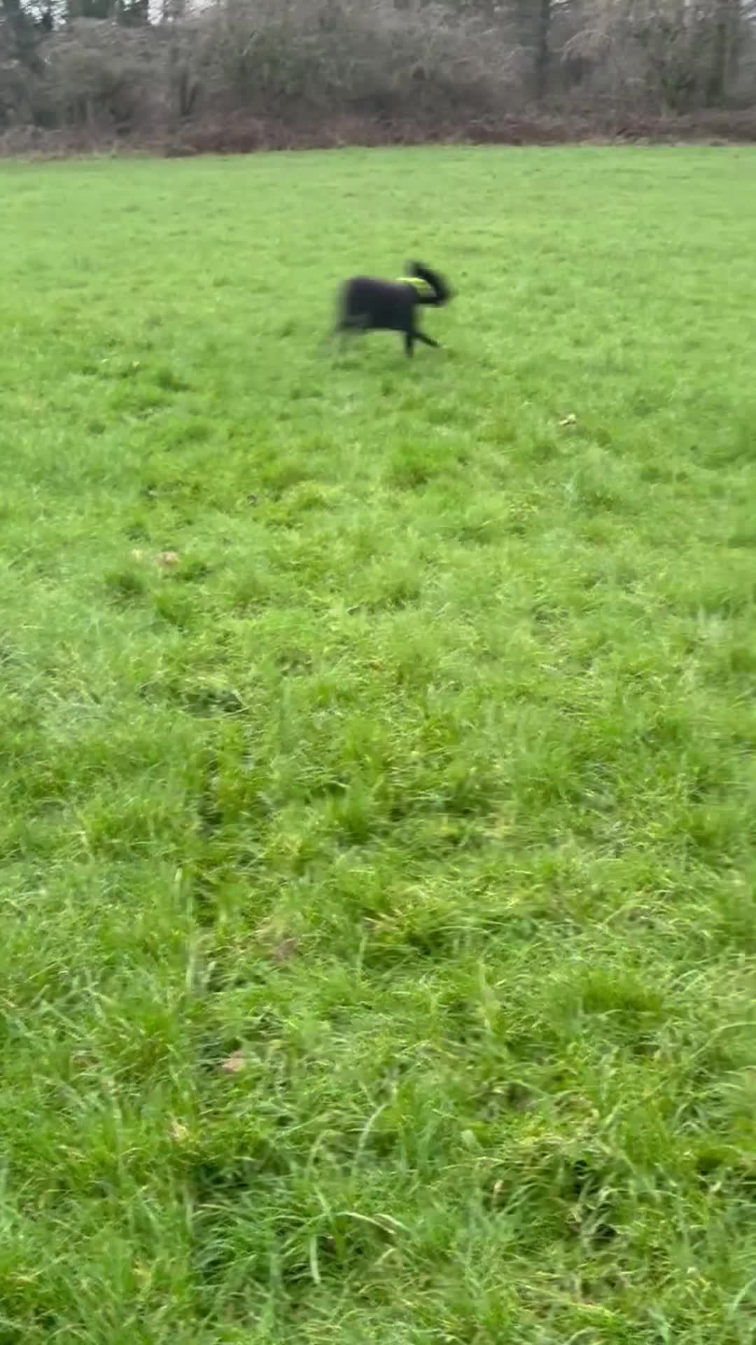 Labradoodle dogs for sale: 3 year old poodle cross  in Washington - Video 1