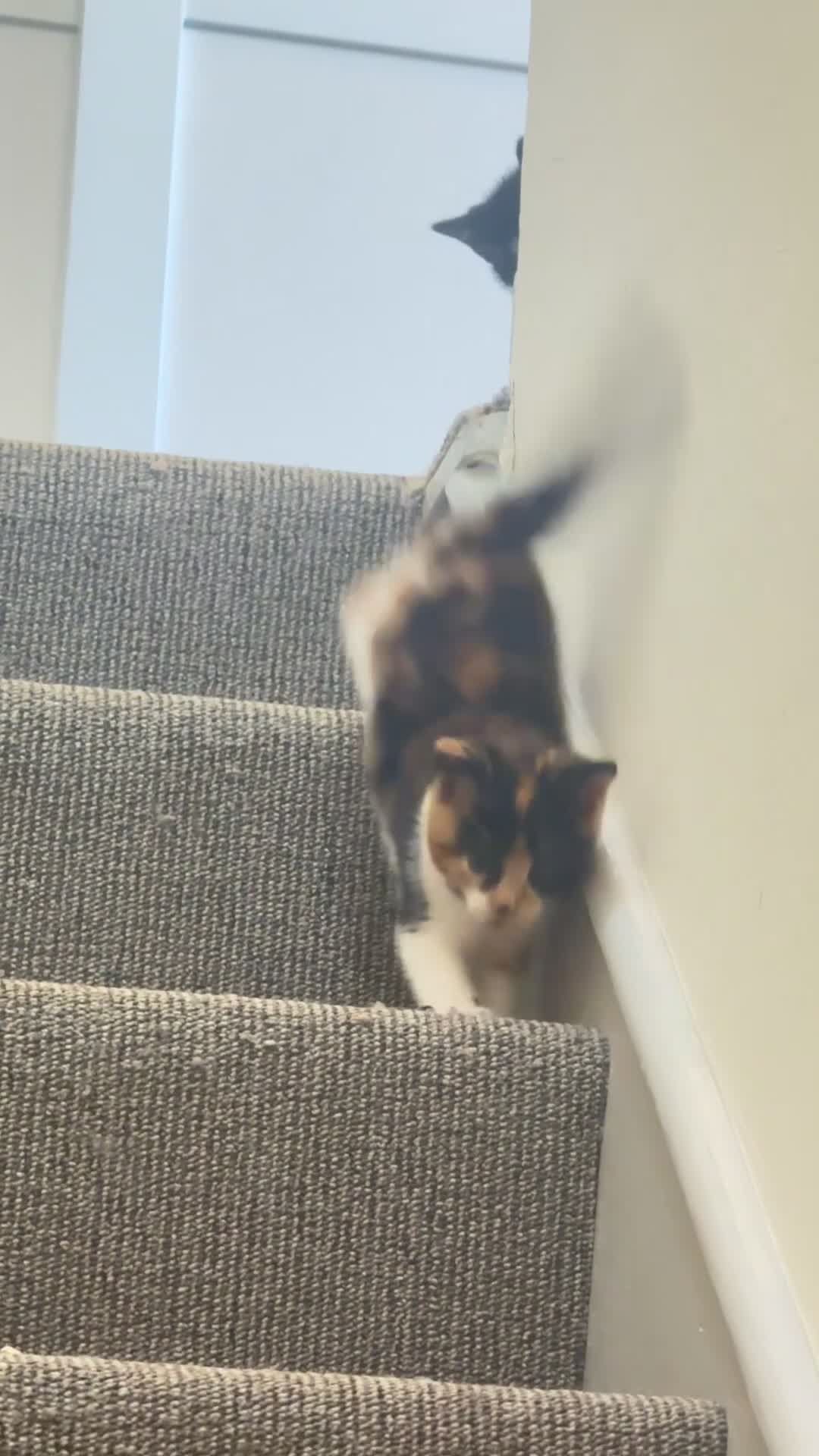 Mixed Breed cats for sale: Beautiful female cat - Video 3