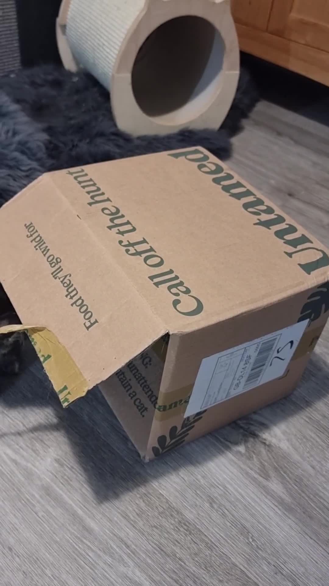 Maine Coon cats for sale: Pedigree GCCF Registered Maincoon Kittens - Video 3