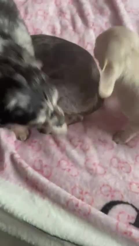 Chihuahua dogs for sale: Stunning pedigree Merle chihuahua pups  - Video 1