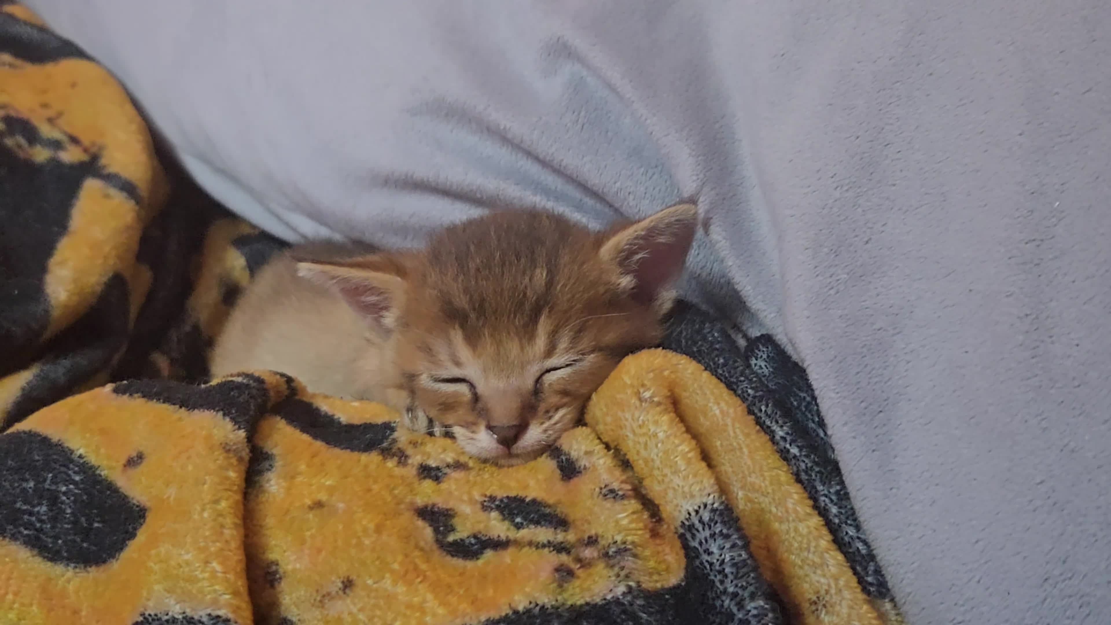 Chausie cats for sale: CHAUSIE F6  - Video 1