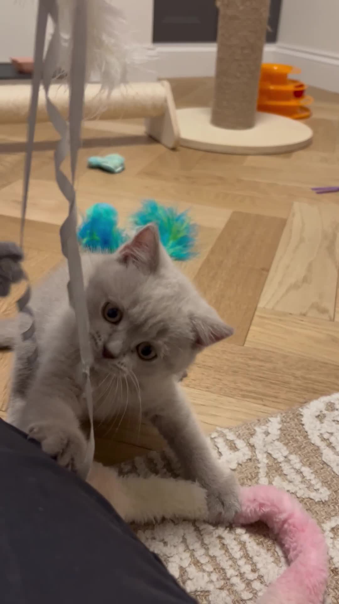 British Shorthair cats for sale: Charming GCCF British Shorthair Kittens 🐈‍⬛  - Video 4