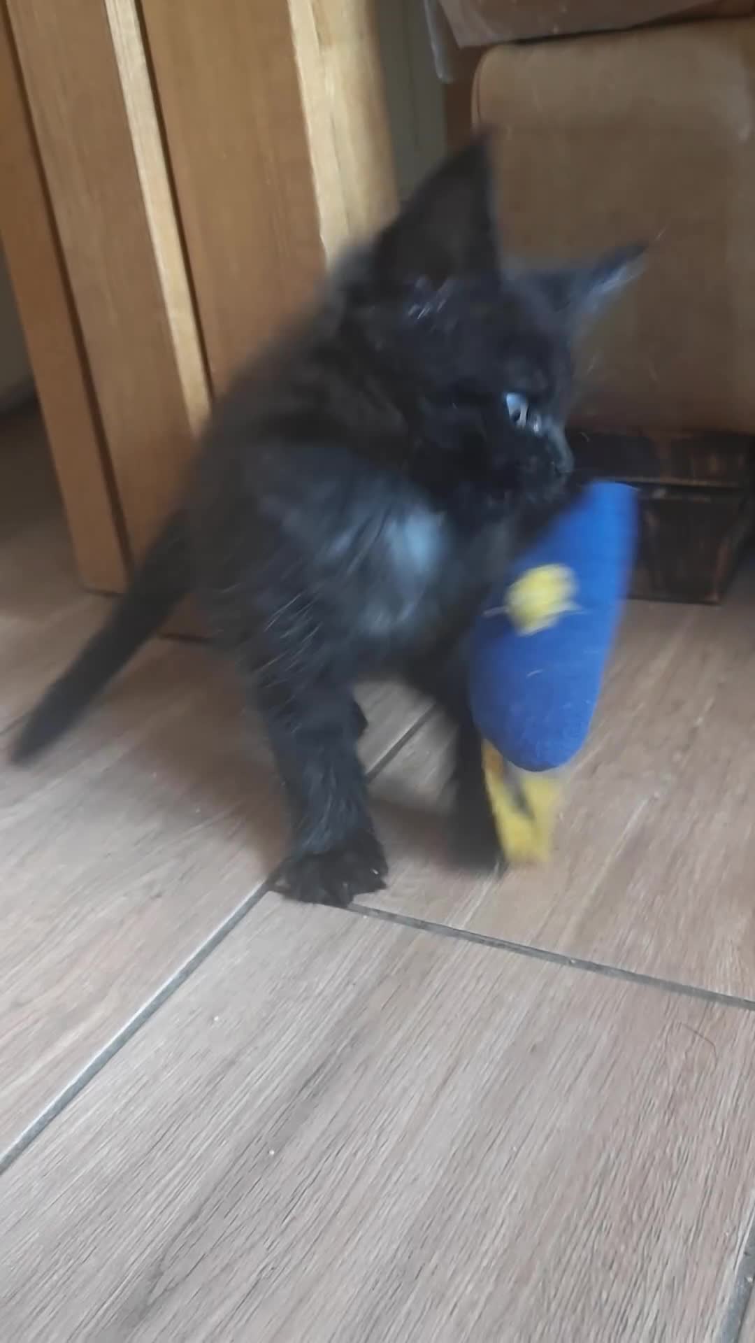 Maine Coon cats for sale: Adorable GCCF Black smoke Maine Coons kittens  - Video 3