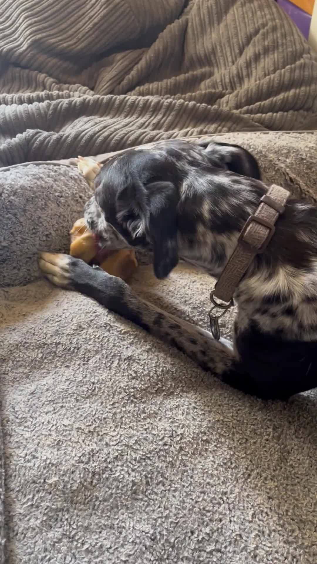 Mixed Breed dogs for sale: Beautiful 1.5 yrs neutered whippet-saluki cross - Video 1