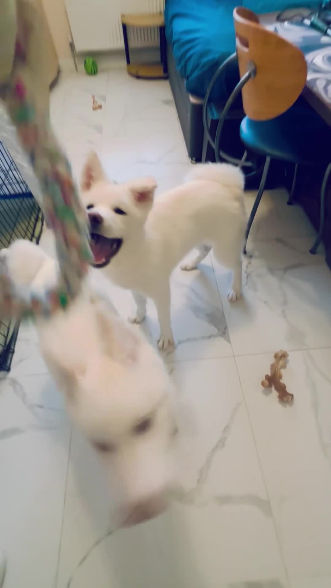 Japanese Akita Inu dogs for sale: Playful Pure Japanese Akita Inu Puppies - Video 2