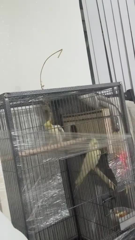Cockatiels birds for sale: Cockatiels  - Video 4