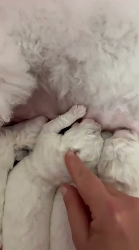 Bichon Frise dogs for stud: STUD KC Registered Bichon Frise Stud - Video 1