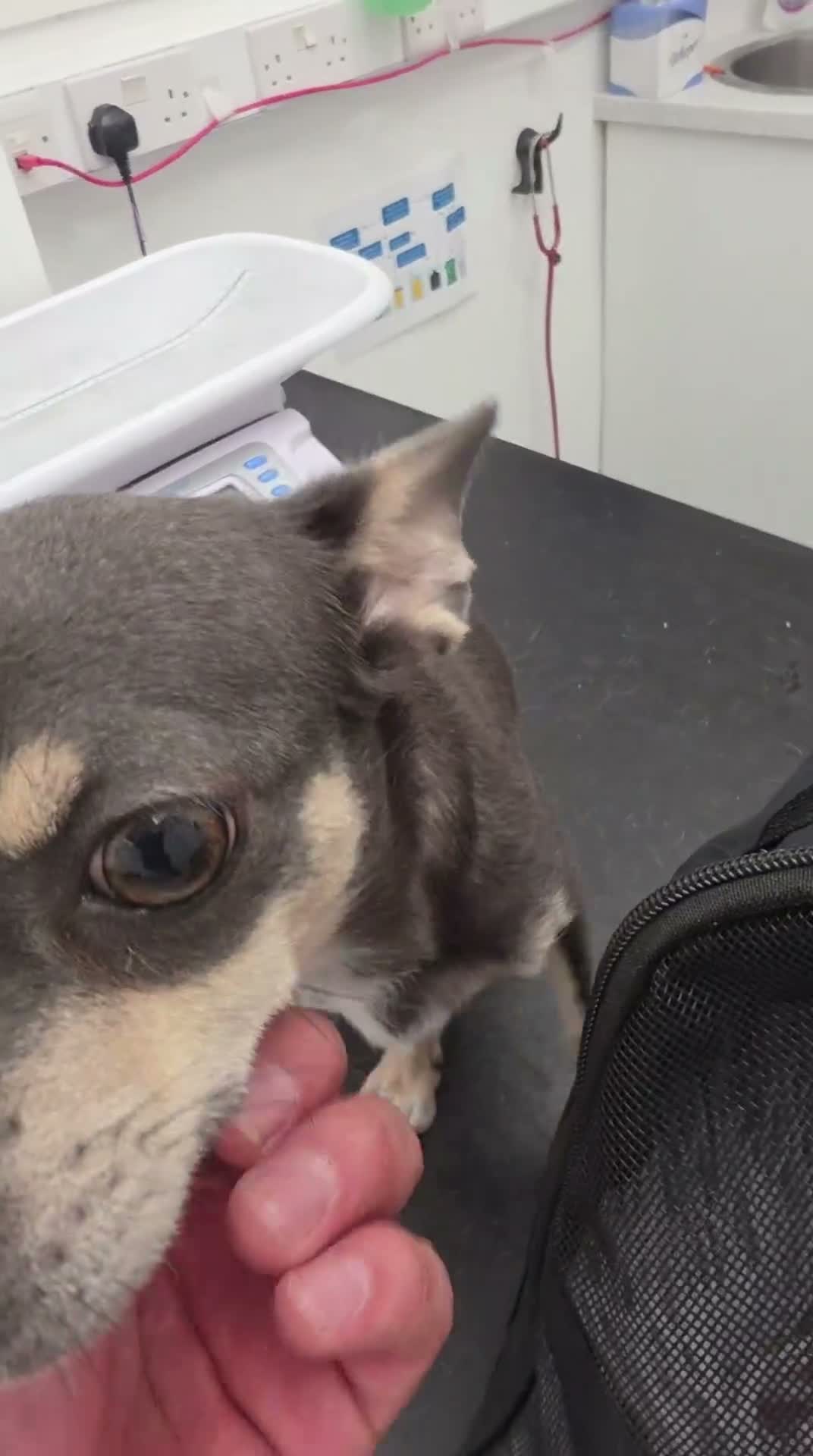 Chihuahua dogs for sale: Chihuahua Blue Tri. 1 Boy 1 Girl   - Video 1