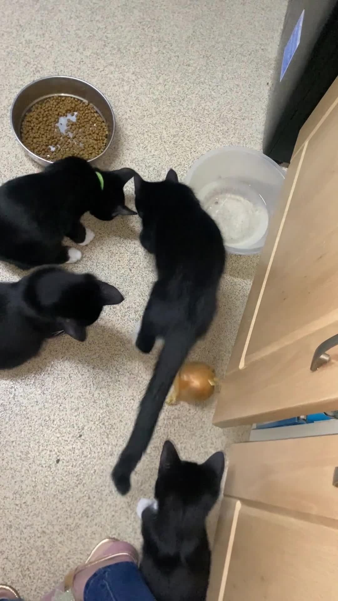 Mixed Breed cats for sale: Black & white kittens need their forever homes - Video 1