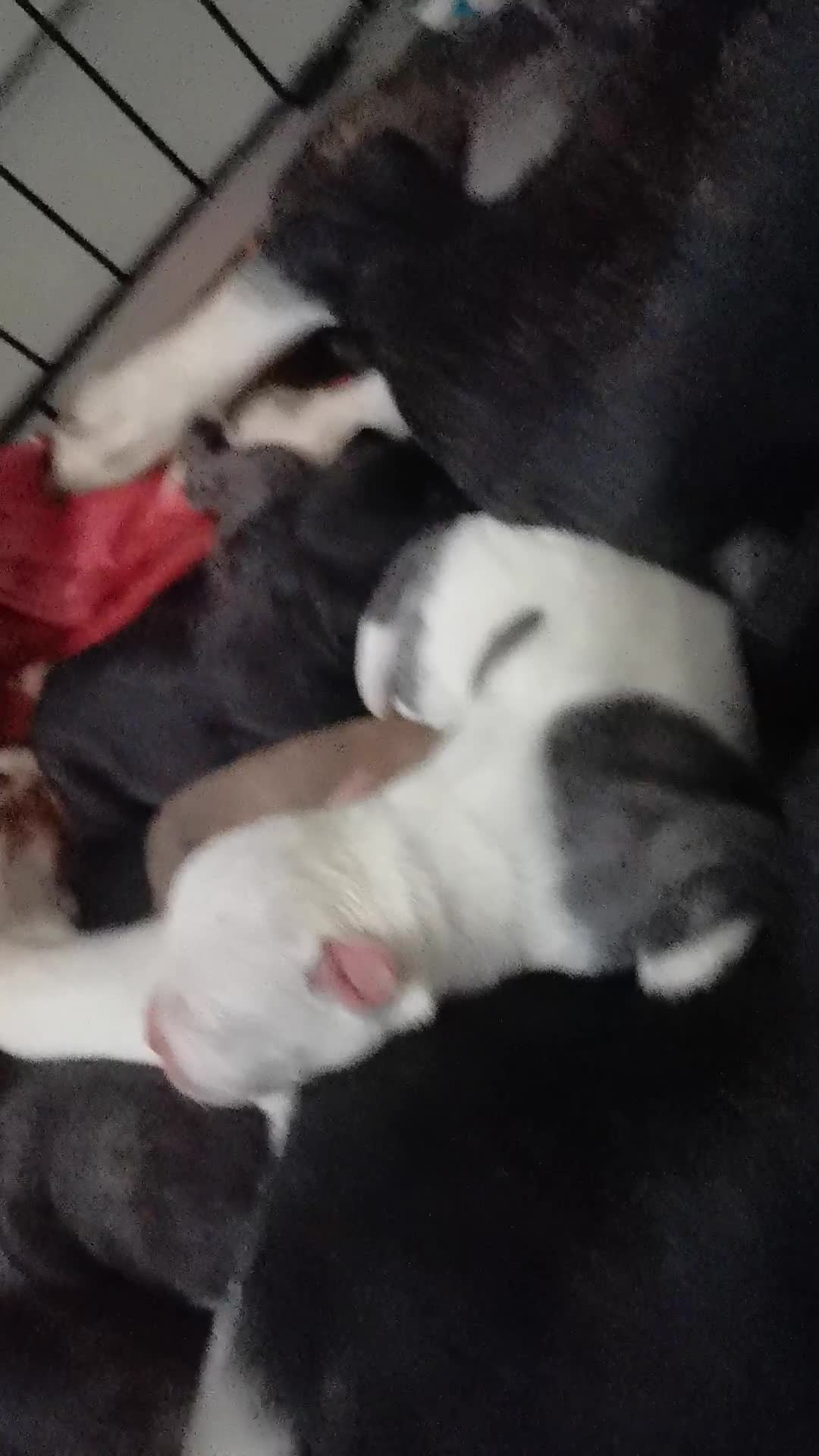 Mixed Breed dogs for sale:  dad pocket bull staffy cross  mom staffy collie - Video 1