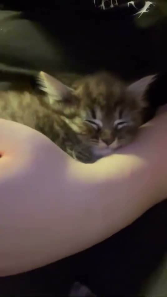 British Shorthair cats for sale: Kiwi and Guava - Video 1