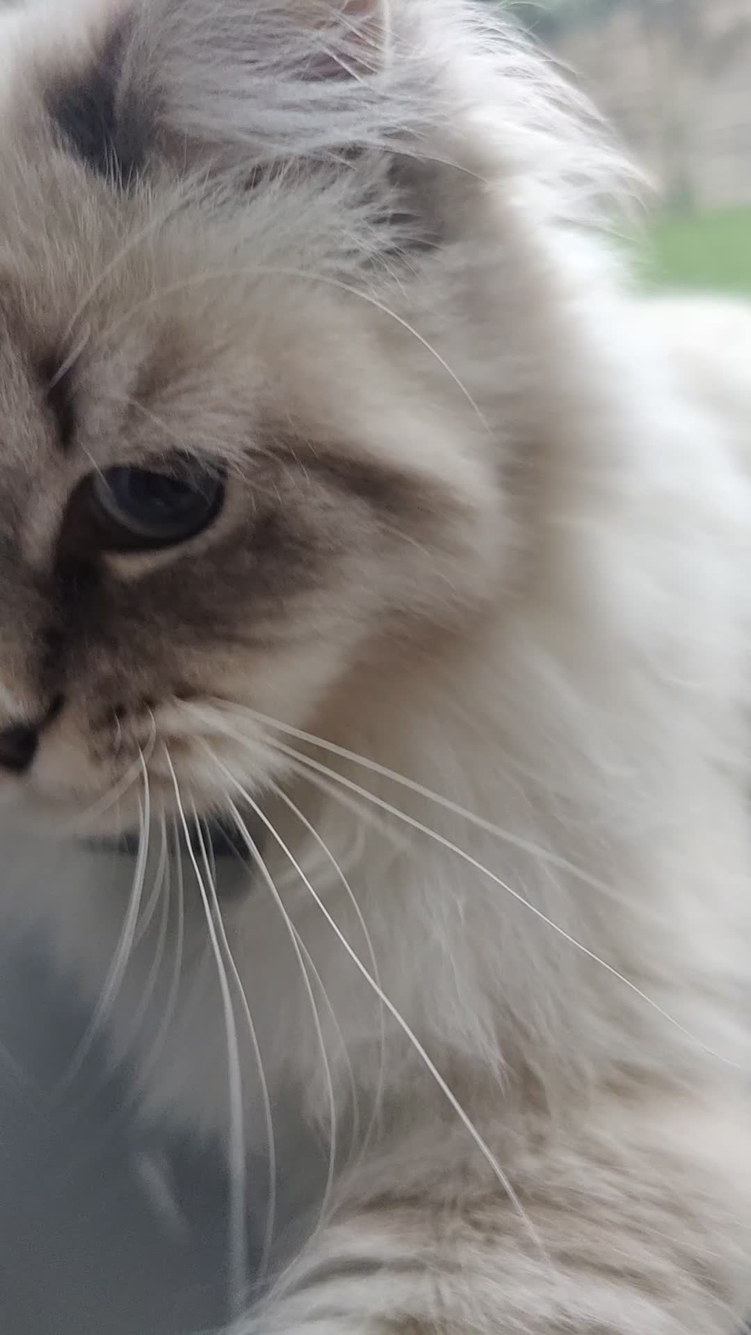 Siberian cats for sale: Siberian Neva Masquerade  - Video 1