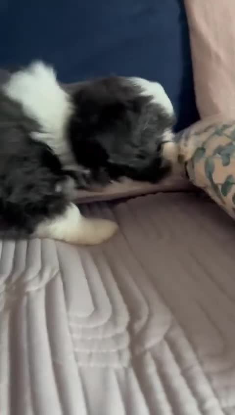 Pomapoo dogs for sale: Beautiful pomapoos puppies - Video 1