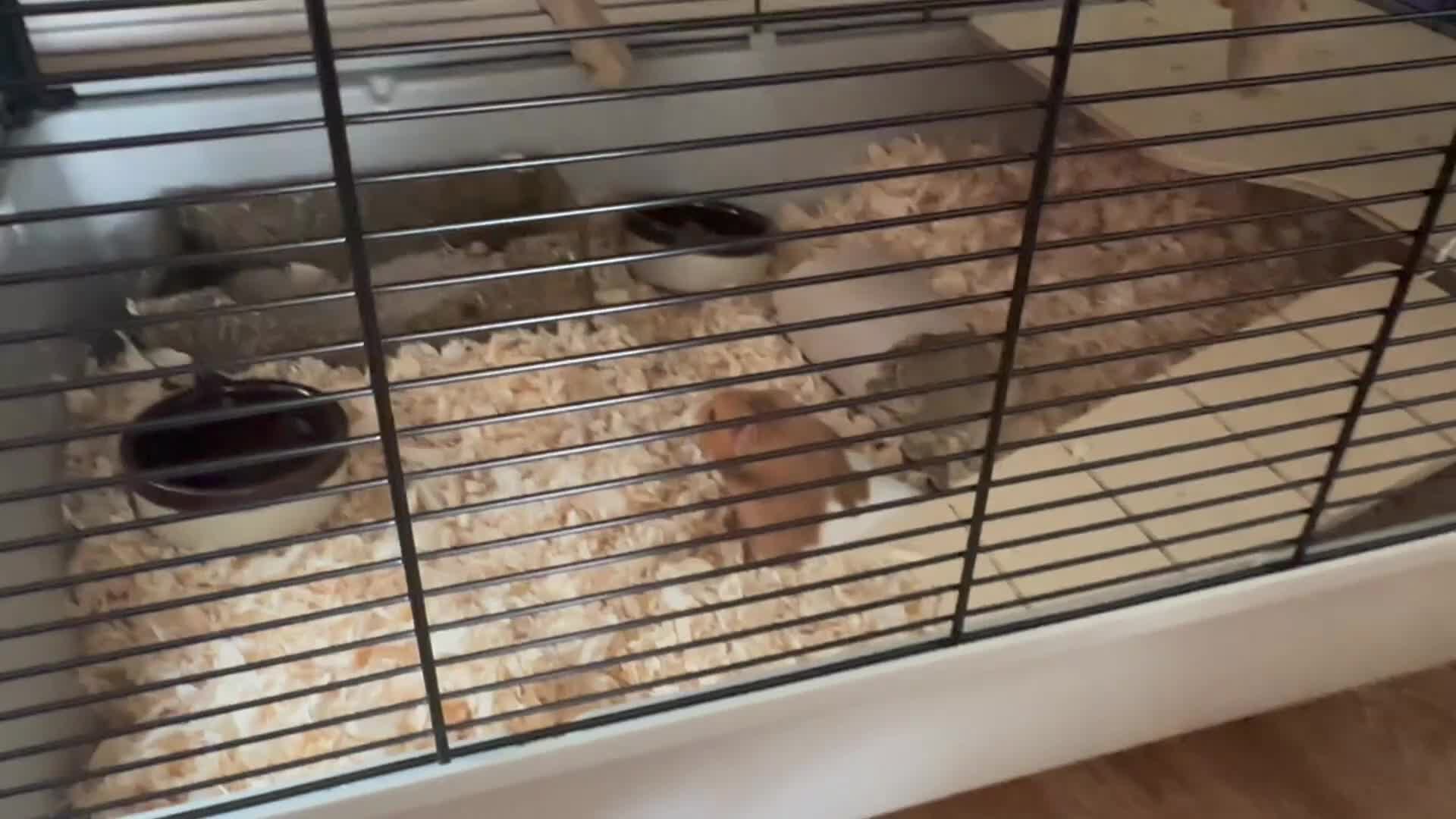 Hamster rodents for sale: Ginger and white hamster  in Llanidloes - Video 1