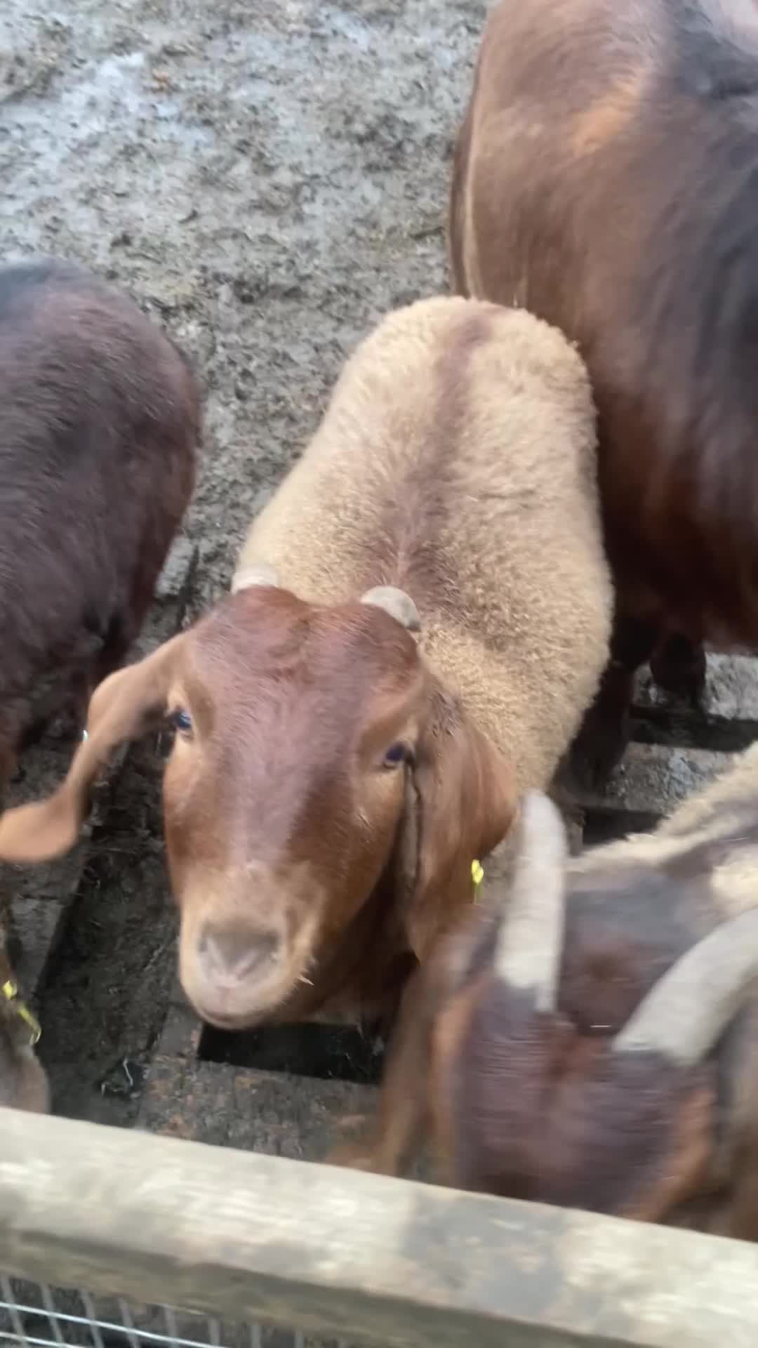 Goats livestock for sale: Red Boer goats - Video 1