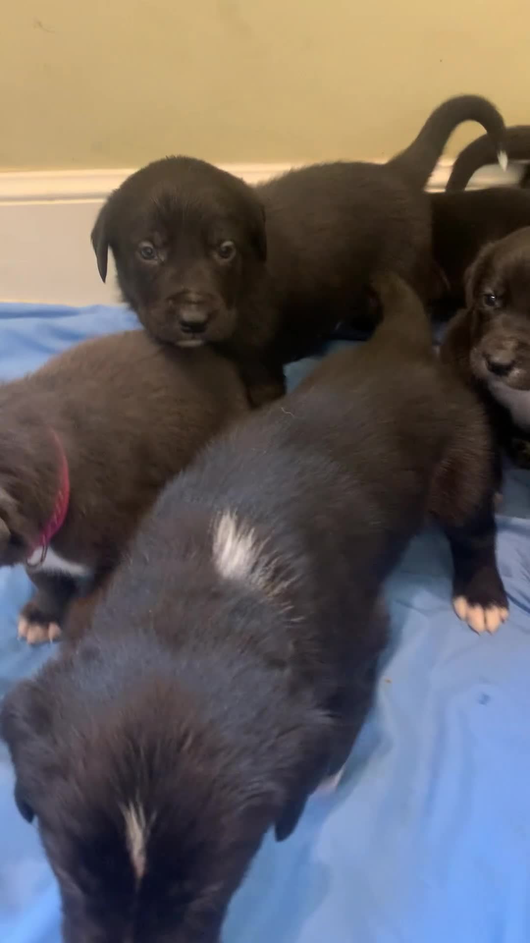 Mixed Breed dogs for sale: Huntaway x Border Collie puppies - Video 1