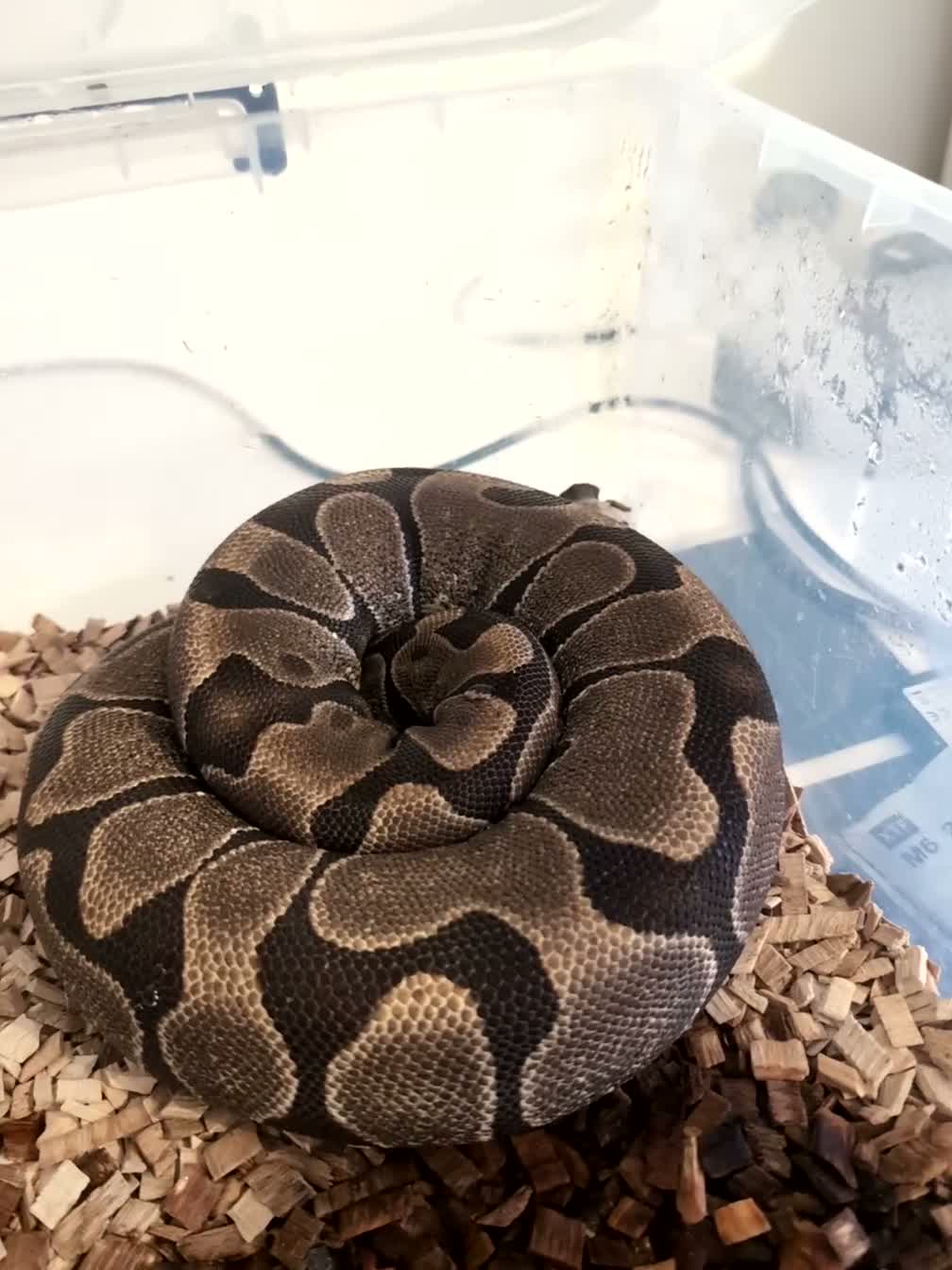 Python Snake reptiles for sale: Free to knowledge home  in Stockton-on-Tees - Video 1