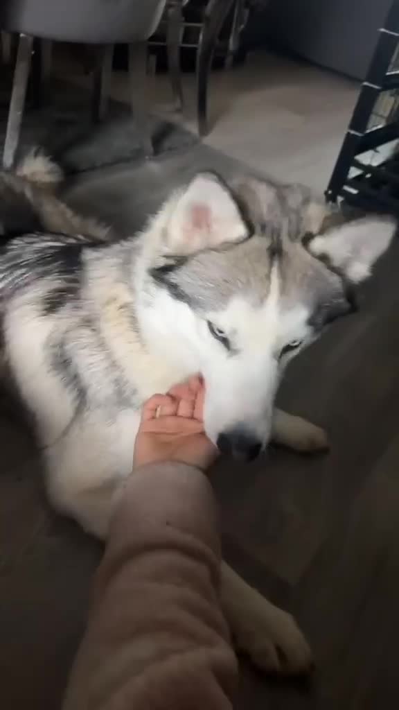 Siberian Husky dogs for sale: Gorgeous white Siberian Husky  - Video 4