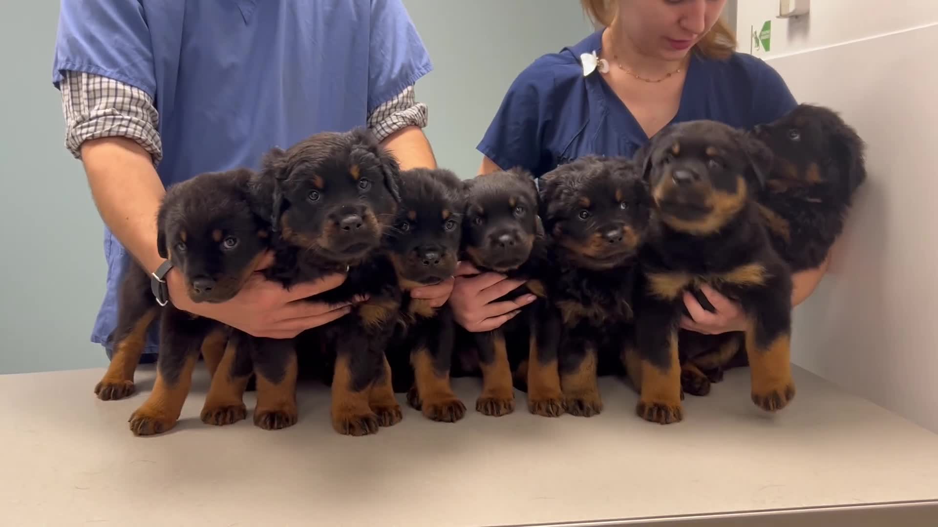 Rottweiler dogs for sale: Rottweilers KC reg full tested TOP QUALITY  - Video 2