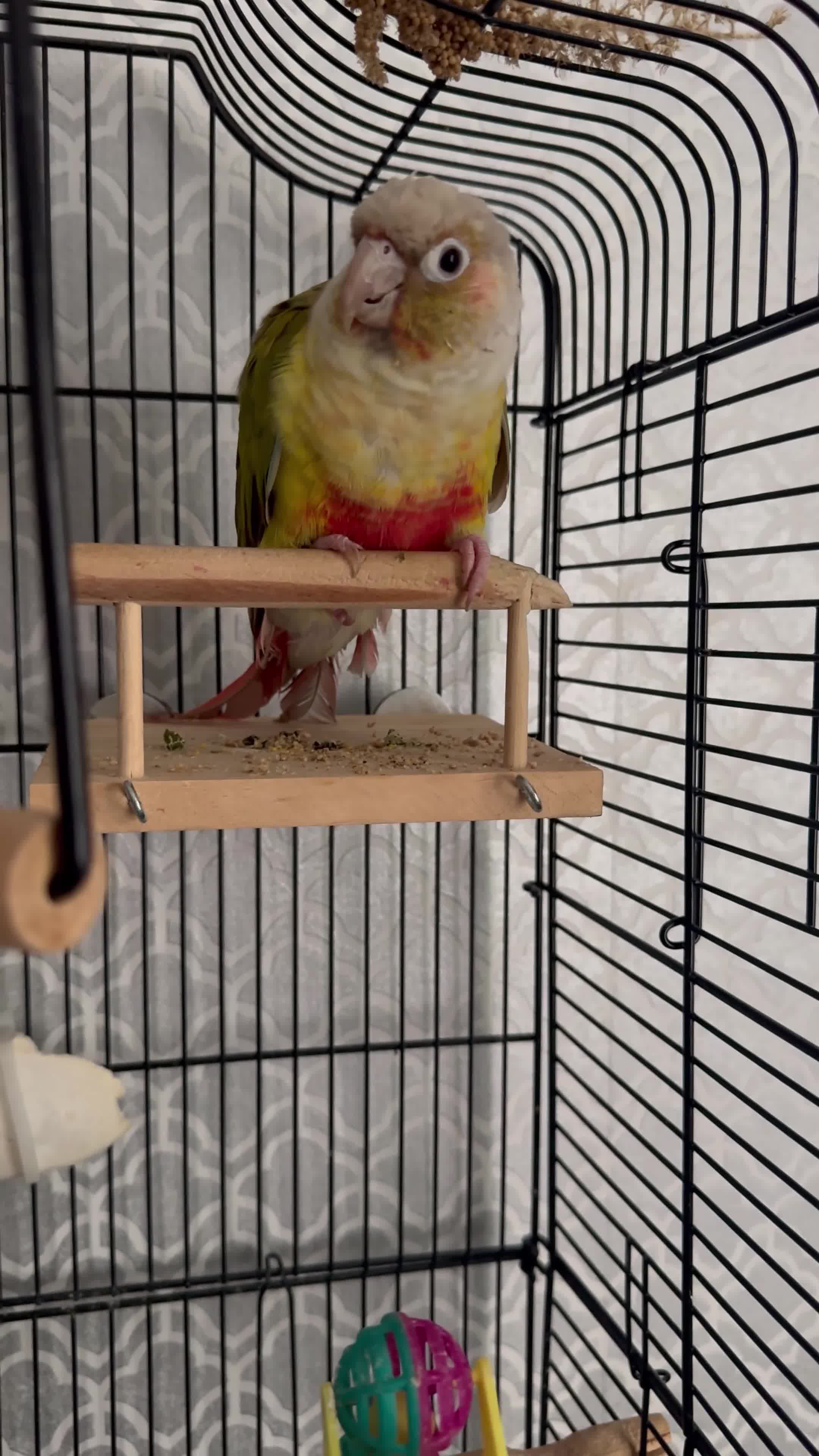Conures birds for sale: Pineapple conure - Video 1
