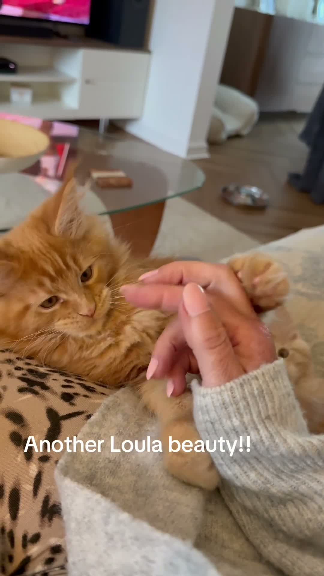 Maine Coon cats for sale: Stunning red male Tica registered  - Video 1