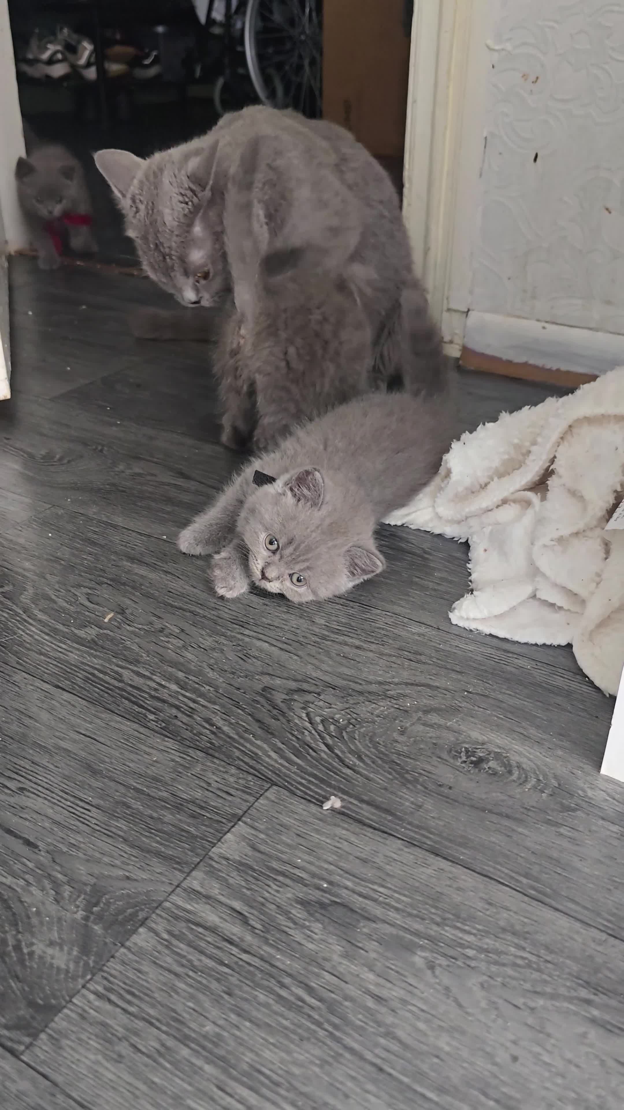 British Shorthair cats for sale:  British  Shorthair  kittens  - Video 3