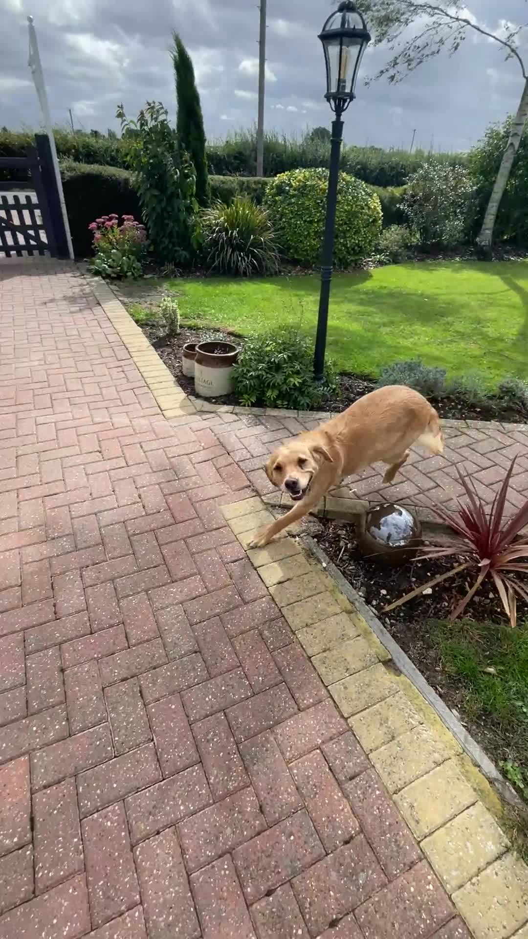 Golden Retriever dogs for sale: KC Reg Girl via POLICE dog behaviourist  - Video 1