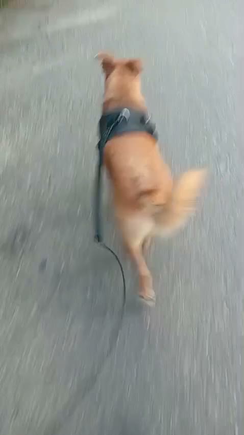 Mixed Breed dogs for adoption: 🐶🐱 BELLA & MINNIE - A BEAUTIFUL FRIENDSHIP  🐾❤️ - Video 1