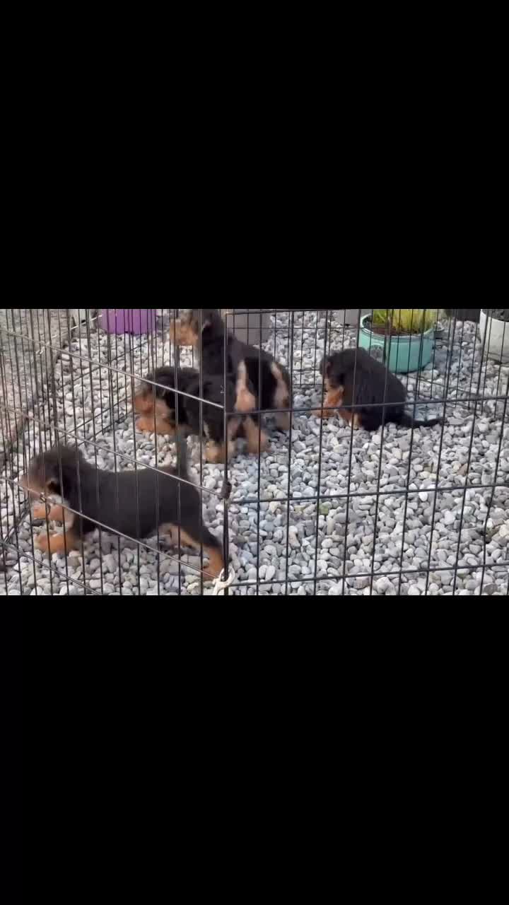 Welsh Terrier dogs for sale: Welsh terrier pups of outstanding pedigree - Video 1