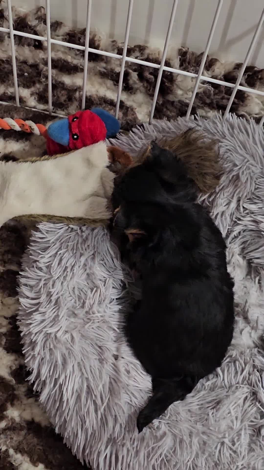 Yorkshire Terrier dogs for sale: Beautiful Quality Yorkshire Terrier Litter  - Video 1