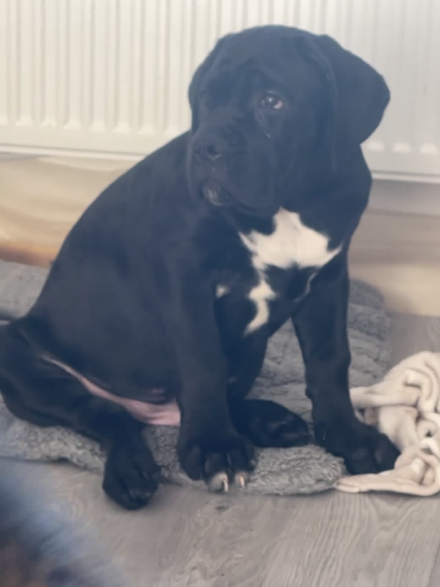 Cane Corso dogs for sale: Yuki x Aries Russian champ bloodline Puppies - Video 3