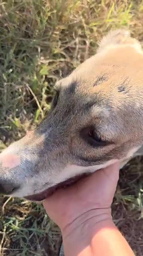 Mixed Breed dogs for adoption: ROXANA - a Sweet & young Girl - for a Loving Home - Video 4