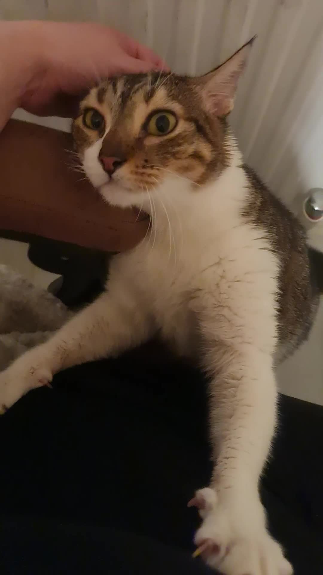 Mixed Breed cats for adoption: Lovely and fun Kito looking for a warm home <3 - Video 1