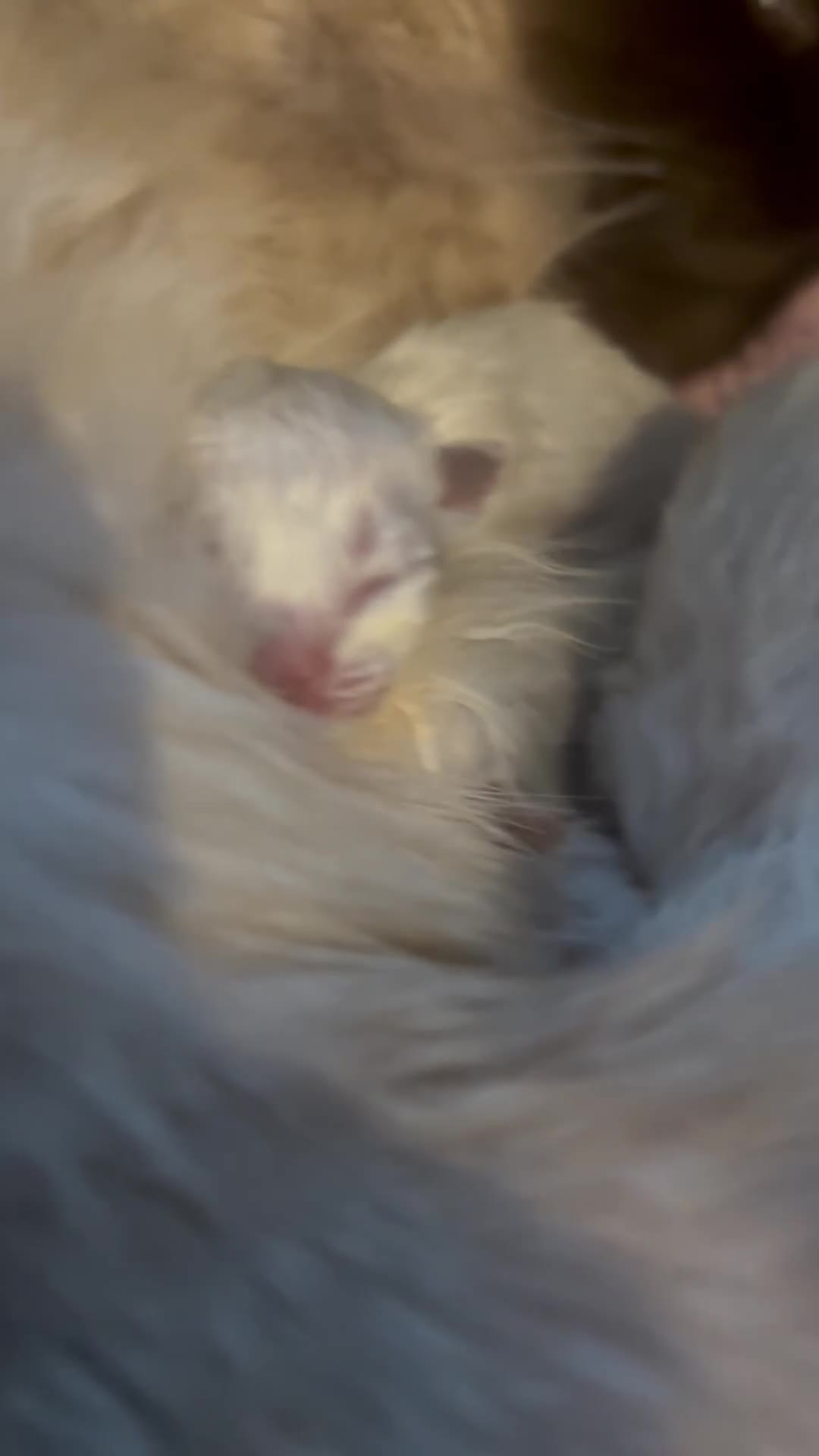 Ragdoll cats for sale: Ragdoll kittens  - Video 4