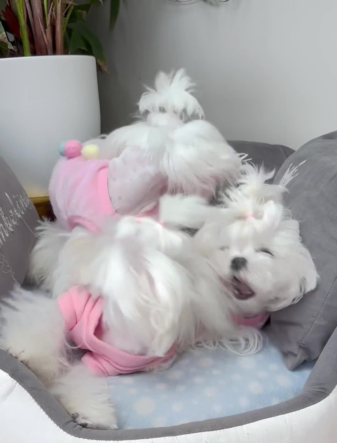 Maltese dogs for sale: ✨💫Tiny Exquisite Bambelina Maltese 💫✨ - Video 3