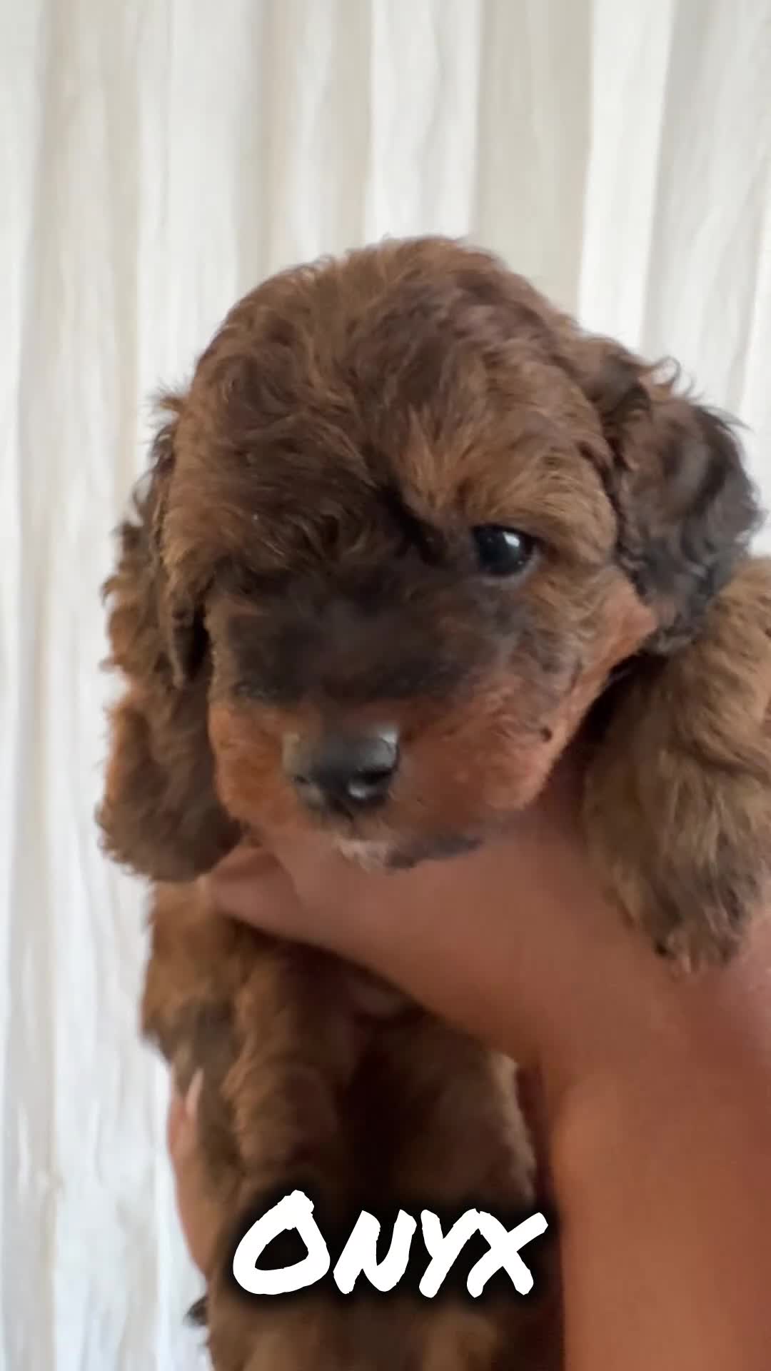 Cavapoochon dogs for sale: Gorgeous Toy Cavapoochons, Health Tested Parents in London - Video 1
