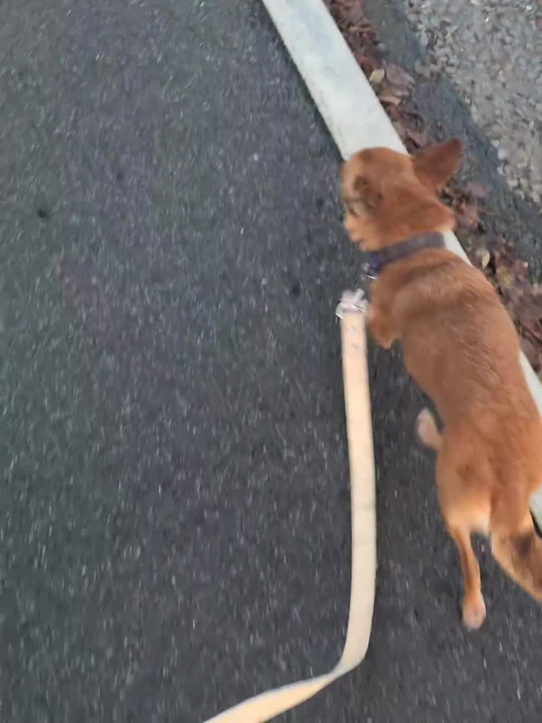 Chihuahua dogs for sale: 5 year old Chihuahua female  - Video 1