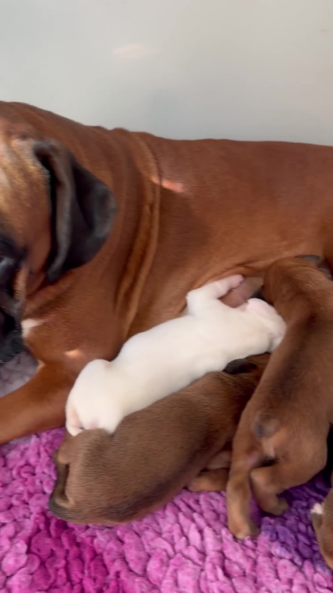 Boxer dogs for sale: Kc Red&White Boxer puppies health tested parents  - Video 1