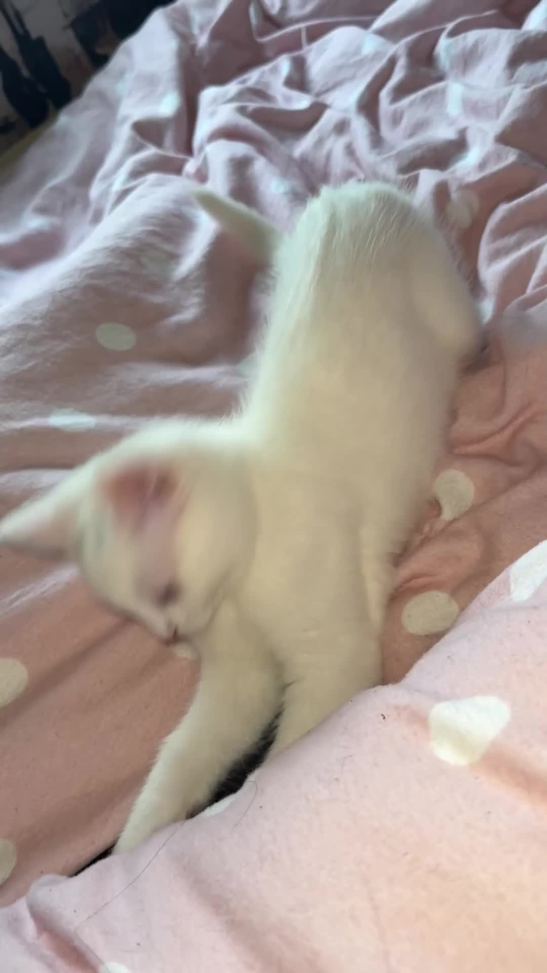 British Shorthair cats for sale: Mixed British Shorthair - Video 1