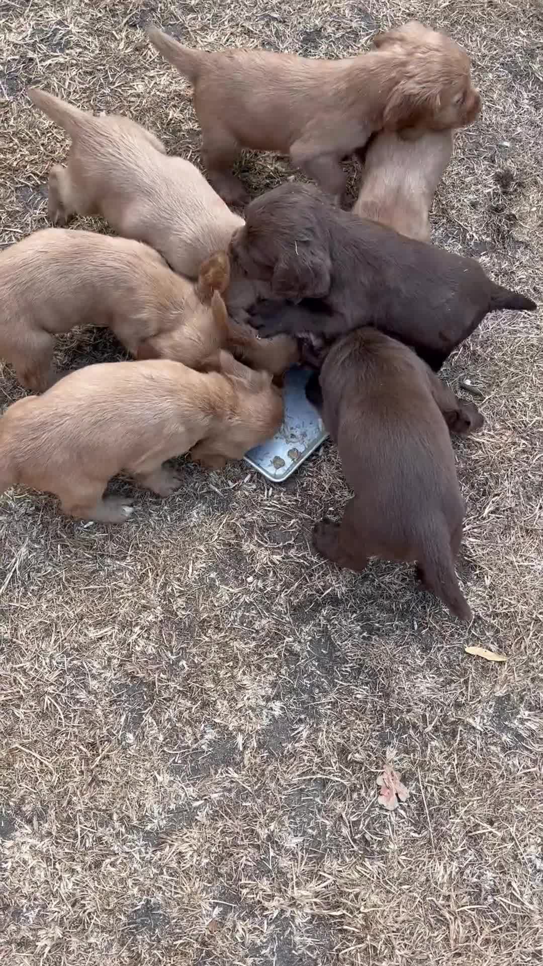 Cocker Spaniel dogs for sale: Working cocker spaniel, - Video 2