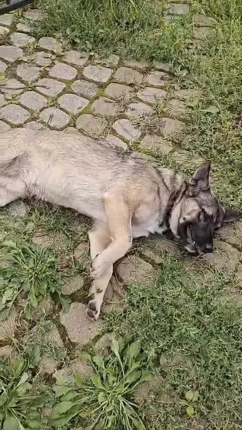 Mixed Breed dogs for adoption: 💙🐶 KAI 🐶💙 - Video 4