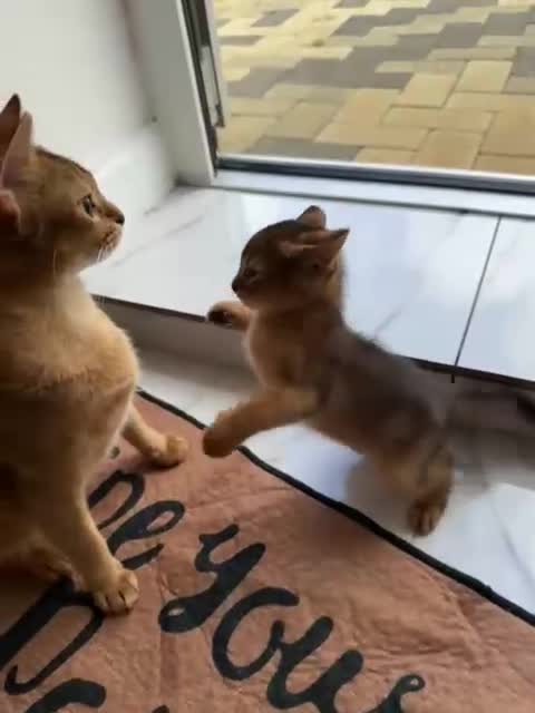 Abyssinian cats for sale: Abbysinian boy - Video 1