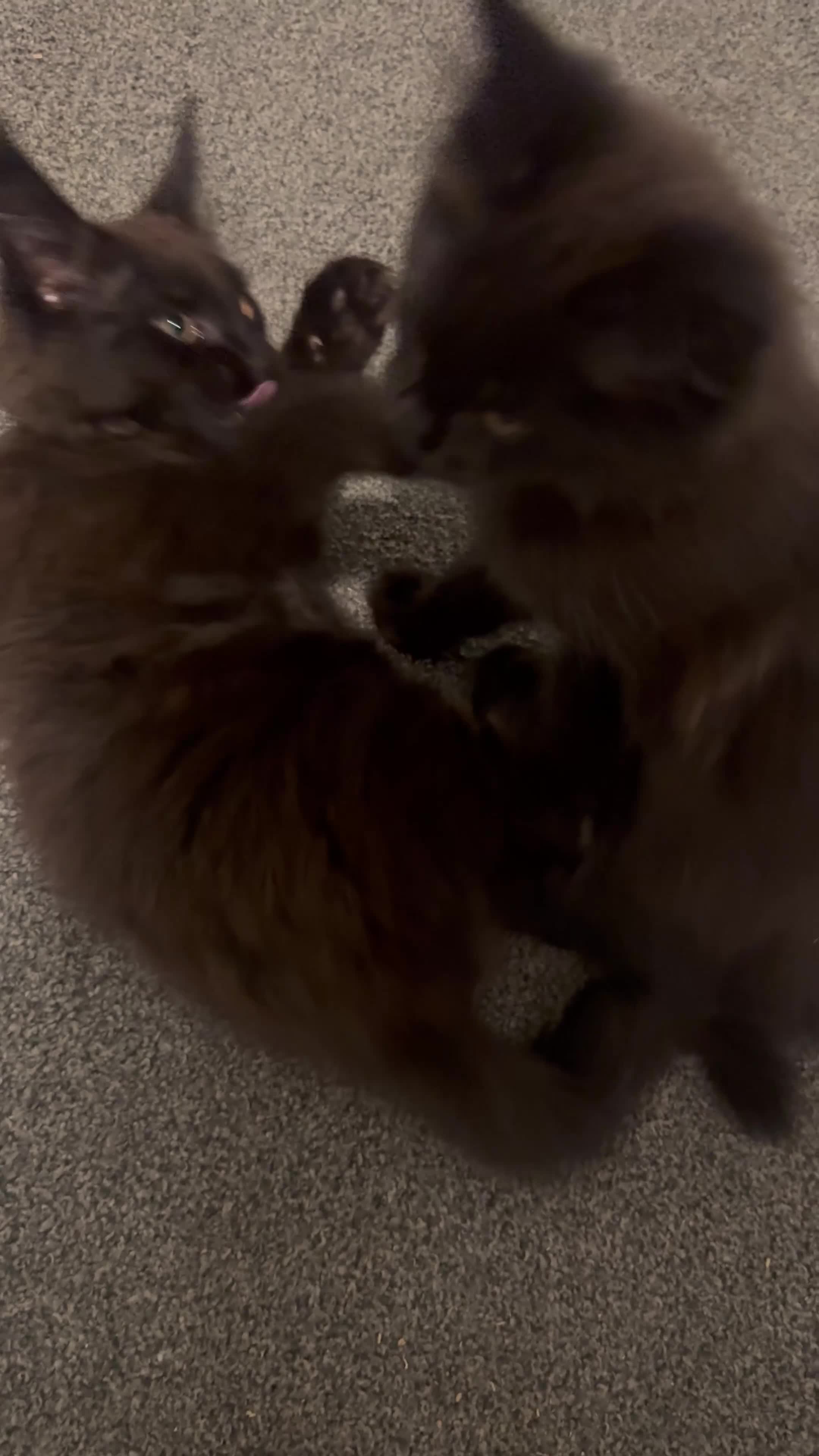 Maine Coon cats for sale: 3 Energetic and Loving Mainecoones - Video 2