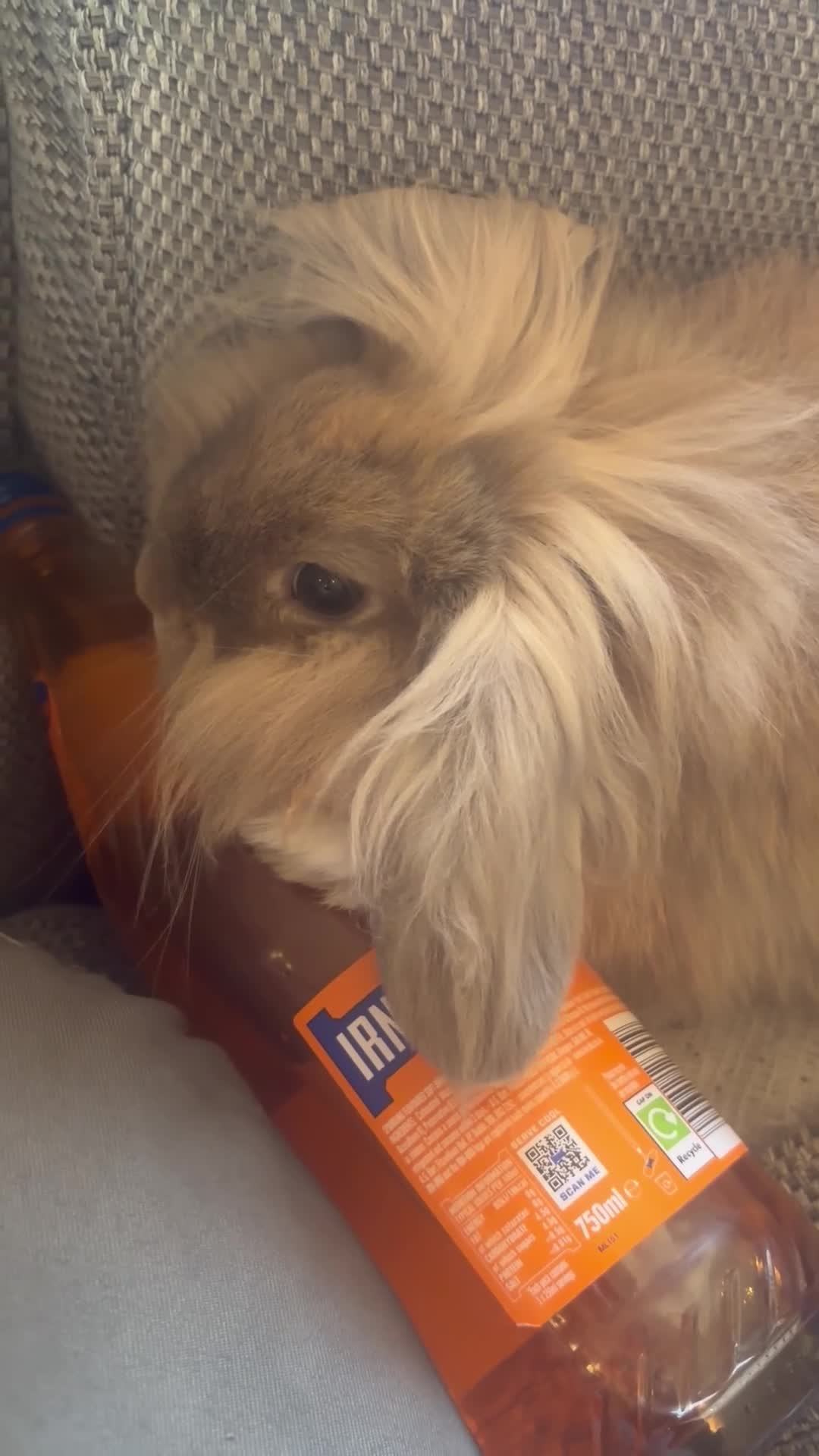 Mini Lion Lop rabbits for sale: Beautiful mini lion lop needing a new home  - Video 2