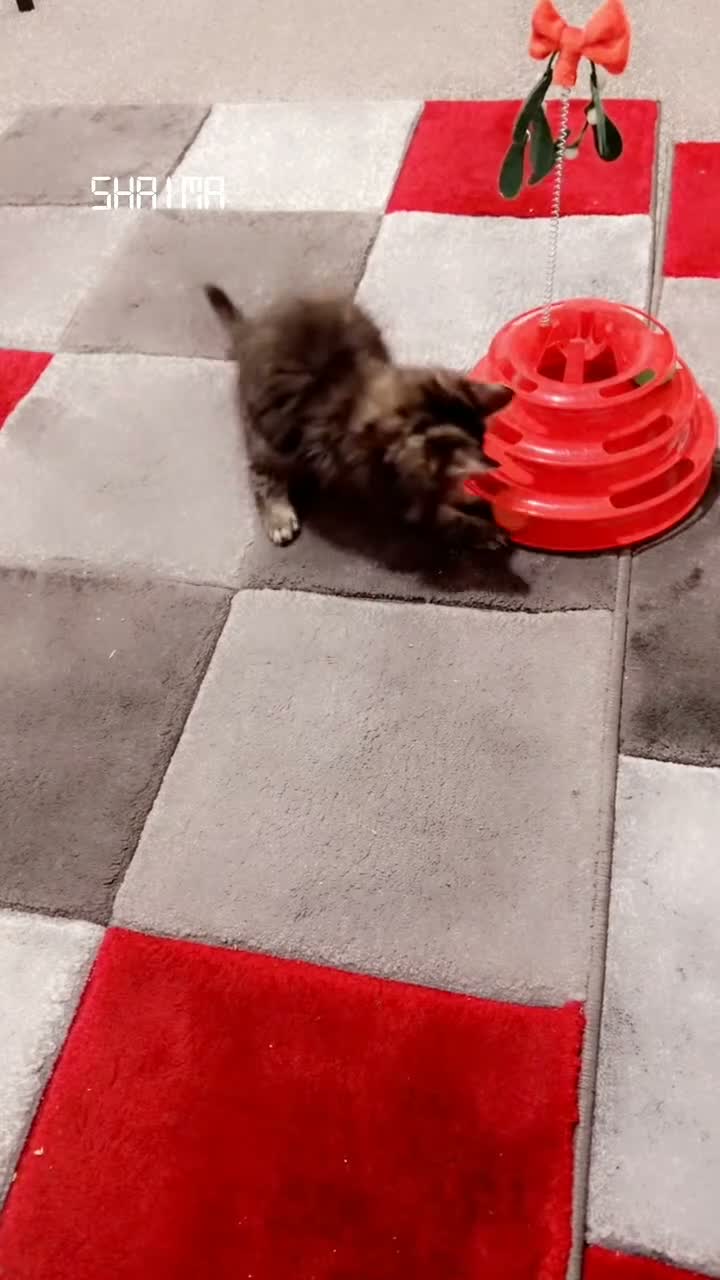 Mixed Breed cats for sale: Two Kittens Stay Together British American Mix  - Video 1