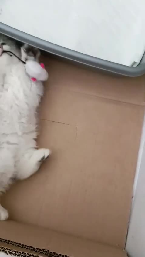 British Shorthair cats for sale: Chunky kittens for sale  - Video 2